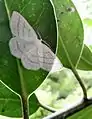 Common white wave moth, Cabera pusaria