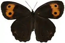 Dorsal