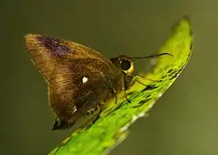 Ventral view