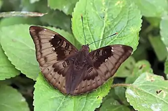 Male E. a. suddhodanaBardiya, Nepal