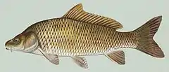 Carp