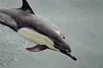 Delphinus delphis