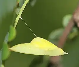 Pupa