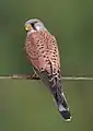 Kestrel