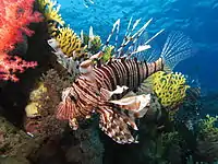 Common lionfish near Dunraven wreck (Red Sea)