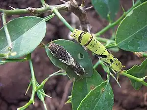 Two instars of the papilionid common Mormon with different camouflage schemes – resembling bird droppings and vegetation