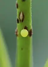 Egg