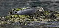 grey seal lying on rocky islet in a grey calm sea