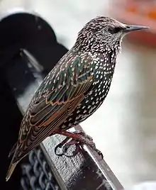 European starlingSturnus vulgaris