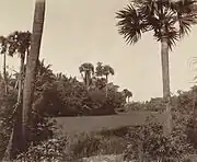 Paddy fields in the Madras Presidency, c. 1880.  Two-thirds of the presidency fell under the Ryotwari system.