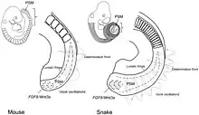 Image 25Diagram illustrating differential somite size due to difference in somitogenesis clock oscillation. (from Snake)