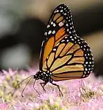 Red-spotted purple/white admiral