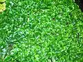 The Liverwort Conocephalum conicum on a rock in the Caaf Water