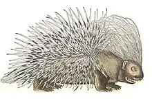 Drawing of a porcupine in Historia amimalium