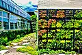 Living wall display at the conservatory