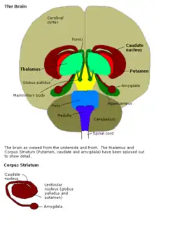 Brain