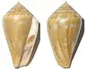 Conus guanche nitens  Lauer, J., 1993