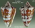 Conus archon Broderip, W.J., 1833