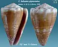 Conus balteatus pigmentatus Adams, A. & L.A. Reeve, 1848