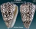 Conus bandanus Hwass in Bruguière, J.G., 1792