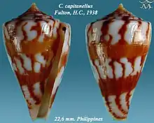 Conus capitanellus  Fulton, H.C., 1938