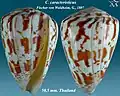 Conus caracteristicus Fischer von Waldheim, G., 1807