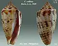 Conus collisus Reeve, L.A., 1849