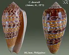 Conus dusaveli (Adams, H., 1872)