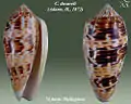 Conus dusaveli (Adams, H., 1872)