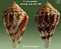 Conasprella eucoronata (Sowerby, G.B. III, 1903)