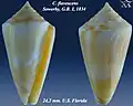 Conus flavescens  Sowerby, G.B. I, 1834