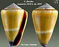 Conus flavidus Lamarck, J.B.P.A. de, 1810