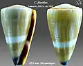 Conus flavidus Lamarck, J.B.P.A. de, 1810