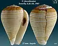 Conus fuscolineatus Sowerby, G.B. III, 1905