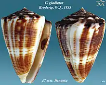 Conus gladiator  Broderip, W.J., 1833