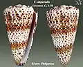 Conus imperialis Linnaeus, C., 1758