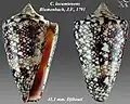 Conus locumtenens Blumenbach, J.F., 1791