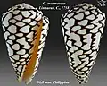 Conus marmoreus Linnaeus, C., 1758