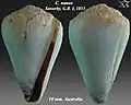 Conus nanus  Sowerby, G.B. I, 1833