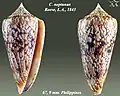 Conus neptunus  Reeve, L.A., 1843