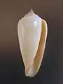 Apertural view of  Conus ochroleucus tmetus