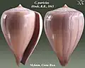 Conus patricius  Hinds, R.B., 1843