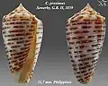 Conus proximus  Sowerby, G.B. II, 1859