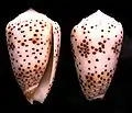 Conus pulicarius Hwass in Bruguière, J.G., 1792