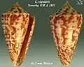 Conus regularis  Sowerby, G.B. I, 1833