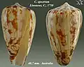 Conus spectrum Linnaeus, C., 1758