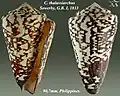 Conus thalassiarchus  Sowerby, G.B. I, 1833