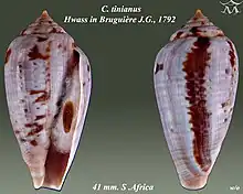 Conus tinianus Hwass in Bruguière, J.G., 1792