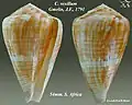 Conus vexillum Gmelin, J.F., 1791