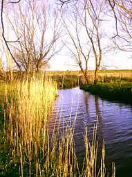 Reeds growing on the banks of the Shannon in Coonagh, traditionally harvested by Coonagh men for thatching